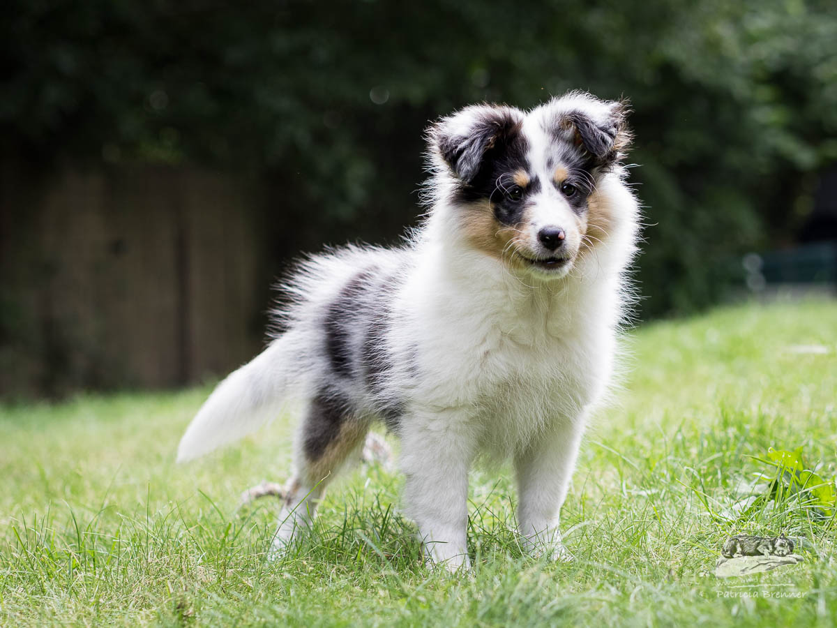 blue-merle Sheltiewelpe