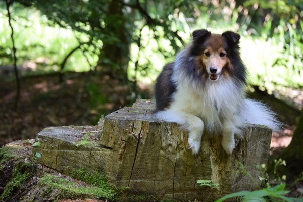 Sable Sheltie Rüde