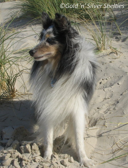 Sheltie am Strand