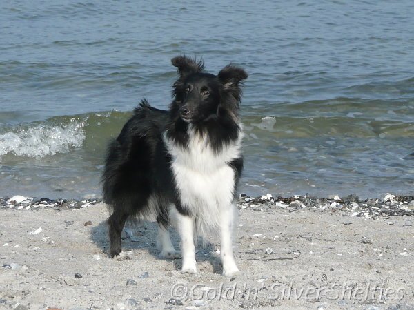 Sheltie bi-black