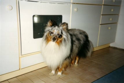 blue-merle Sheltie