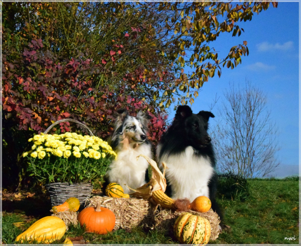 Shelties