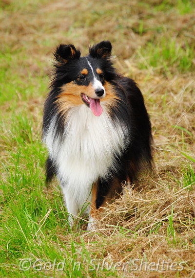 Tricolour Sheltiehündin