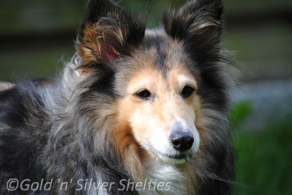 sable Sheltie