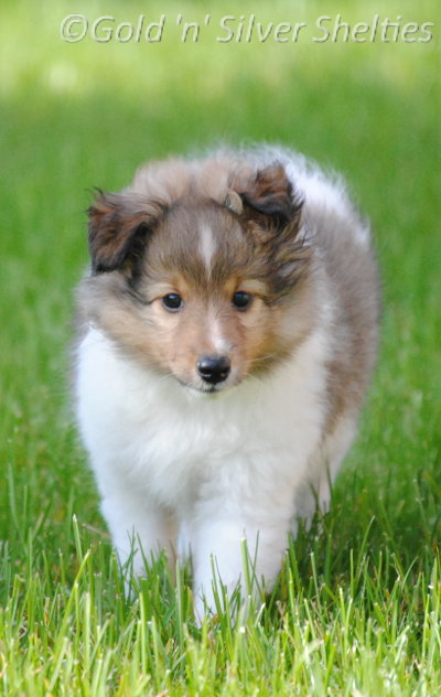 Sheltiewelpe sable