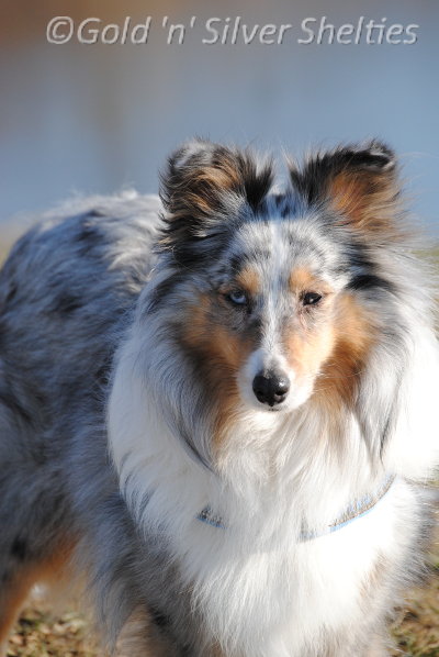 blue-merle Sheltie