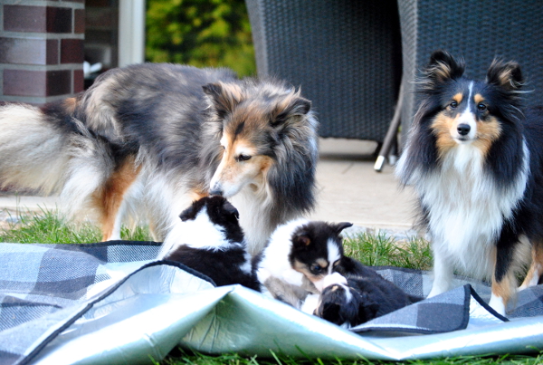 Zwei Shelties und Welpen