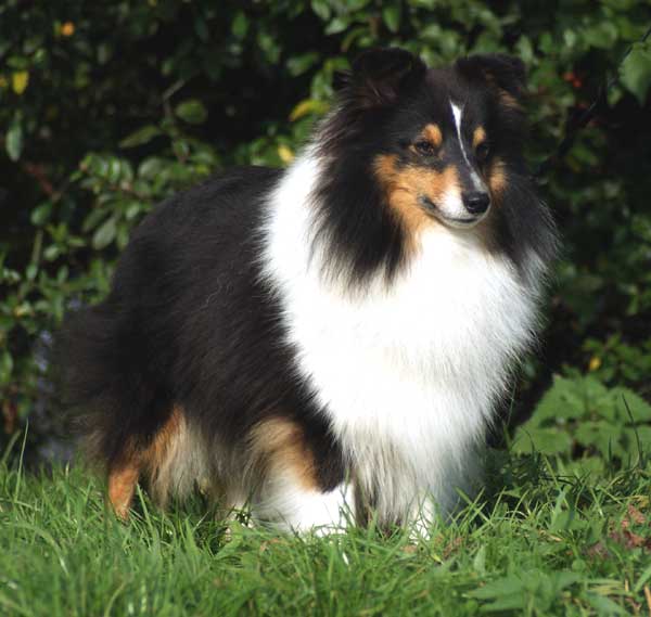 Sheltierüde tricolour